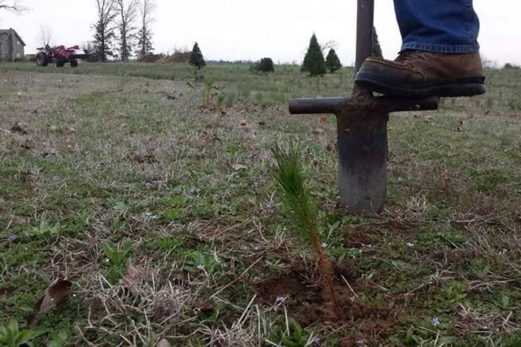 Rural Life On A Real Christmas Tree Farm! Hallmark Experience! Ozark Екстериор снимка