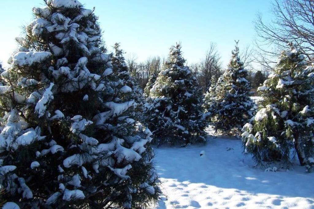 Rural Life On A Real Christmas Tree Farm! Hallmark Experience! Ozark Екстериор снимка