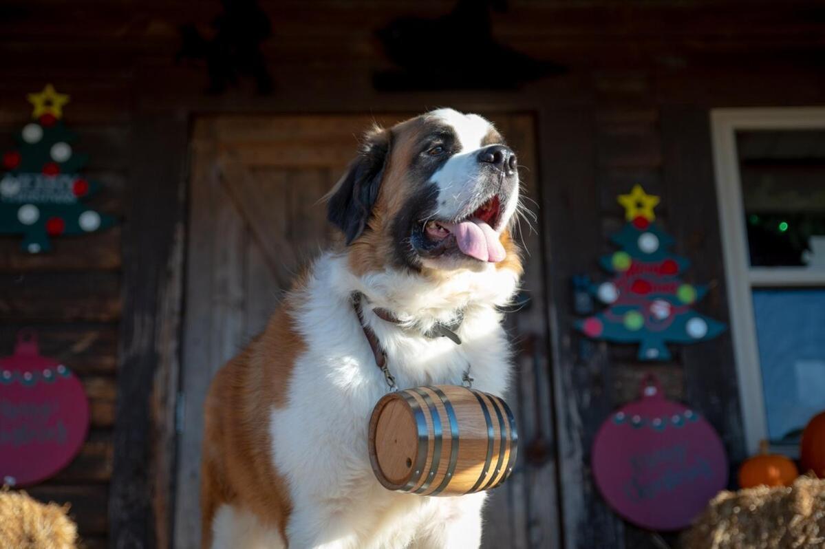 Rural Life On A Real Christmas Tree Farm! Hallmark Experience! Ozark Екстериор снимка