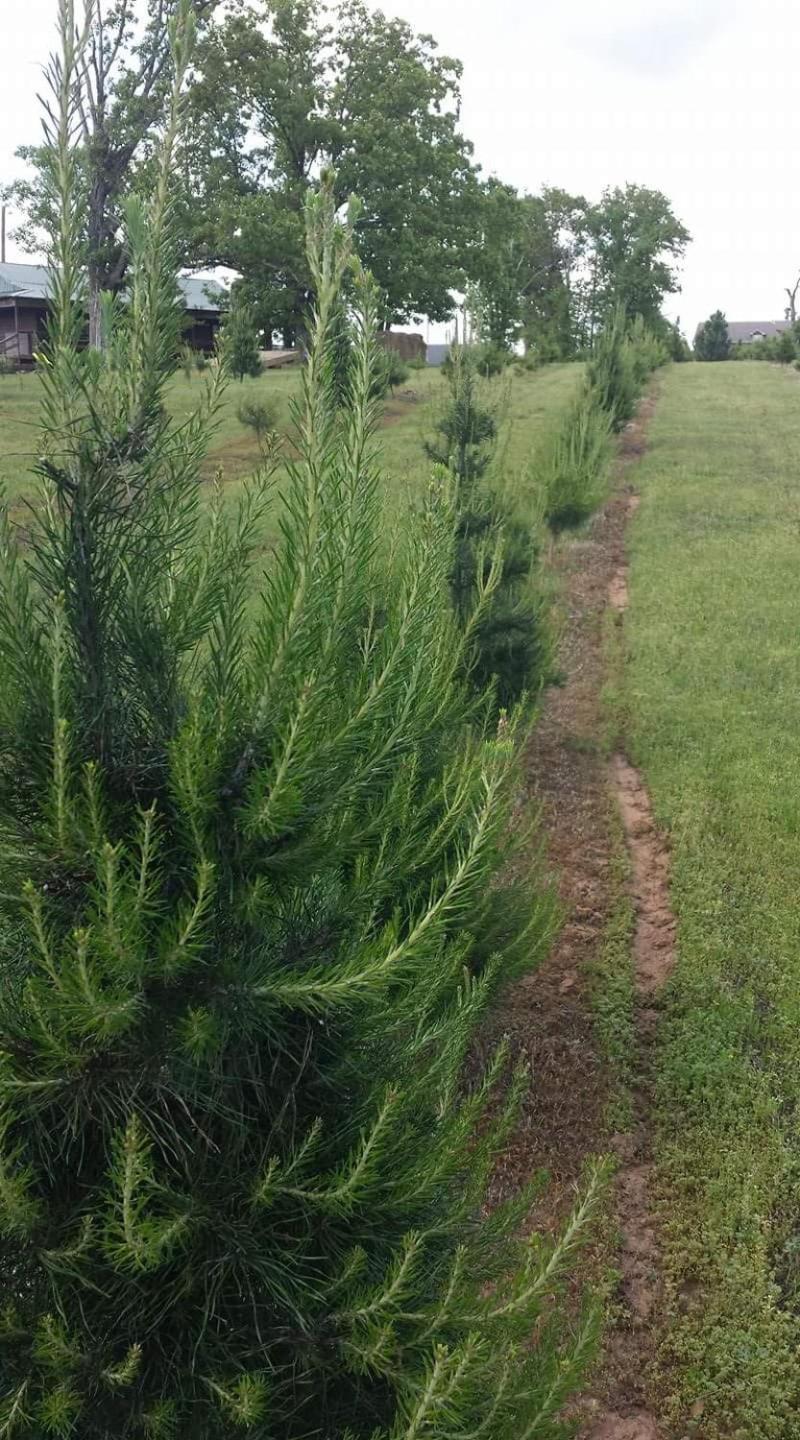 Rural Life On A Real Christmas Tree Farm! Hallmark Experience! Ozark Екстериор снимка