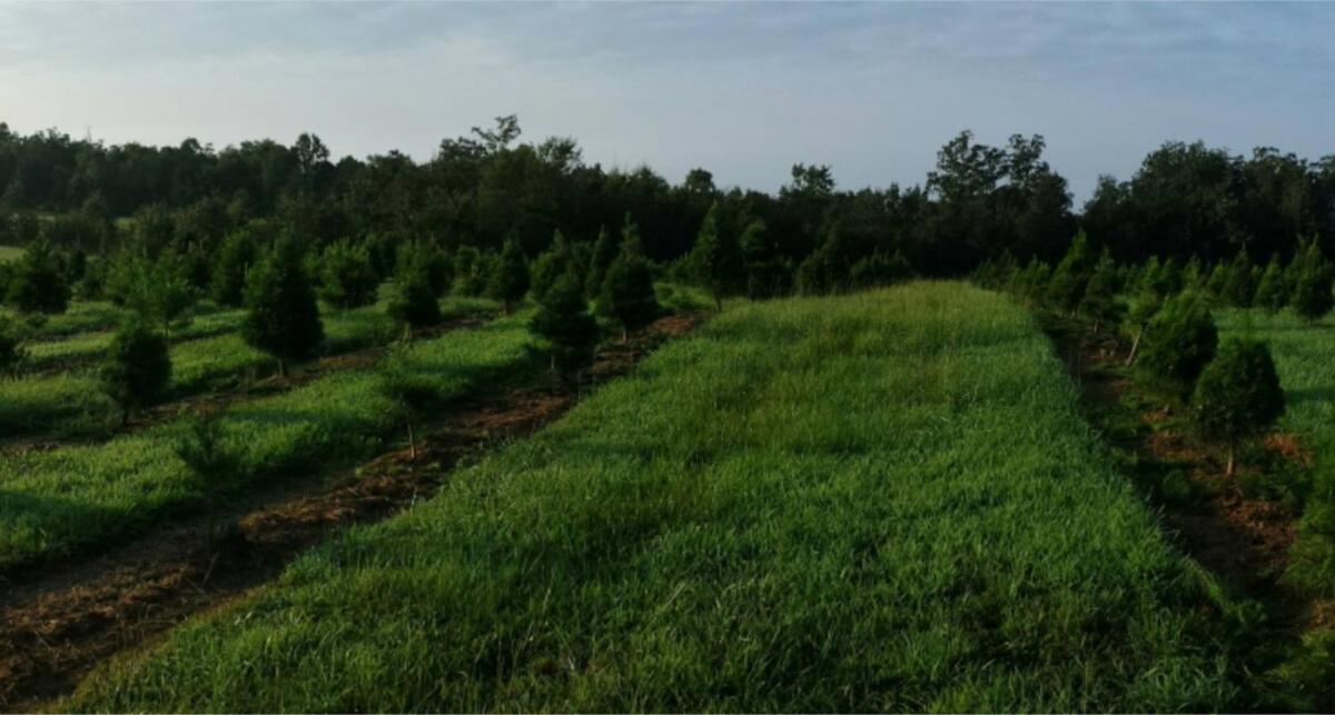 Rural Life On A Real Christmas Tree Farm! Hallmark Experience! Ozark Екстериор снимка